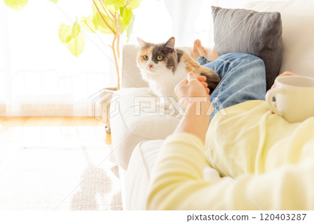 Cats snuggling up to humans 120403287