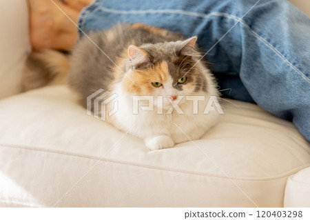 貓的生活 120403298