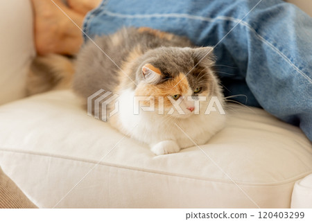 Cat Life Cat Life 120403299