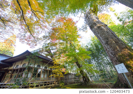 世界遺產、中尊寺、擁有巨大杉樹的大長壽院、天然紀念物、岩手縣 120403473