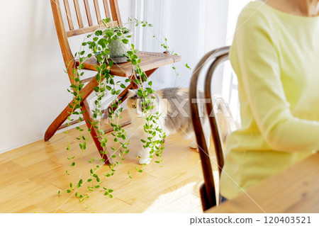 Living with cats 120403521