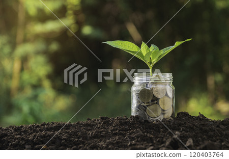 Coins in glass and green plant for business and tax season on a blur background. 120403764