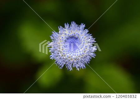 Crassocephalum rubens flower Crassocephalum rubens flower 120403832