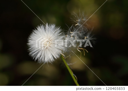 Crassocephalum rubens seeds 120403833