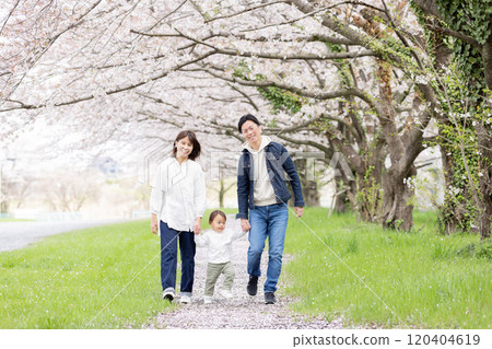 A family playing in a cherry blossom park A family playing in a cherry blossom park 120404619