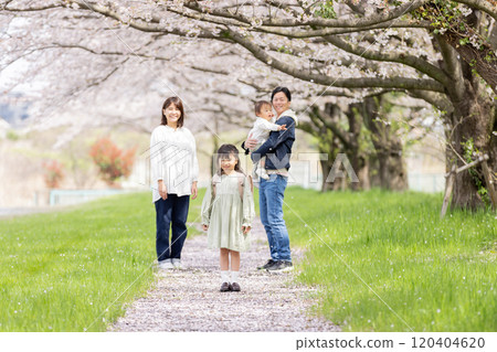 走在櫻花公園的家庭 120404620