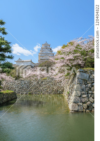 Cherry blossoms in full bloom on the moat of Himeji Castle Cherry blossoms in full bloom on the moat of Himeji Castle 120404822