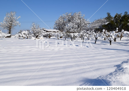 Snowy scenery in the Tohoku region Shonai, Yamagata Prefecture Snowy scenery in the Tohoku region Shonai, Yamagata Prefecture 120404918