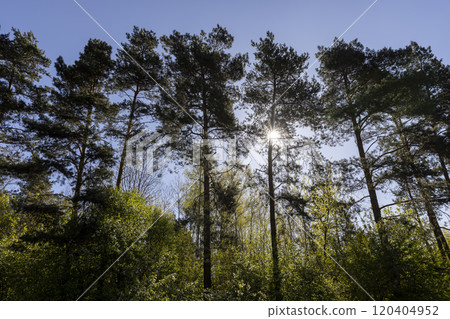 tall pine trees in sunny spring weather tall pine trees in sunny spring weather 120404952