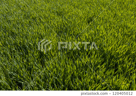 green wheat sprouts in a farmer's field green wheat sprouts in a farmer's field 120405012