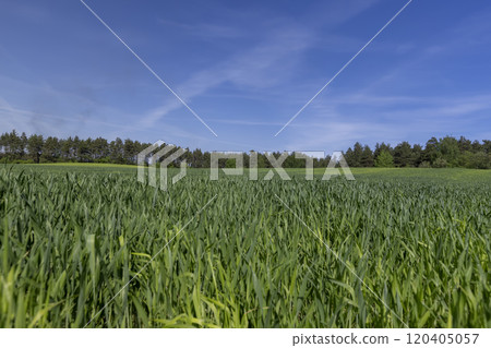 a large amount of green wheat that grows actively in spring a large amount of green wheat that grows actively in spring 120405057