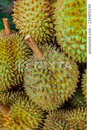 Durians for sale at fruit market in Bangkok. 120405248