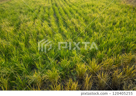 Rice early harvest Rice early harvest 120405255