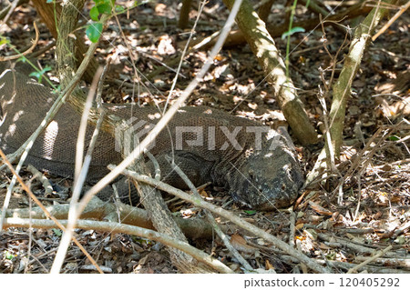 A wild Komodo dragon hiding in the bush A wild Komodo dragon hiding in the bush 120405292
