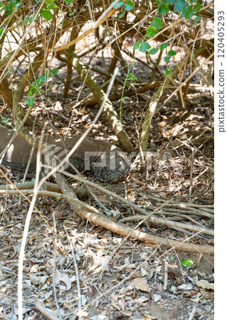 A wild Komodo dragon hiding in the bush A wild Komodo dragon hiding in the bush 120405293