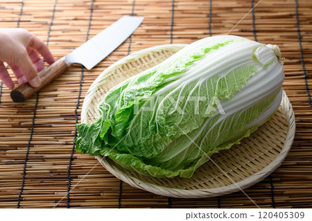 漏勺中的新鮮大白菜 120405309