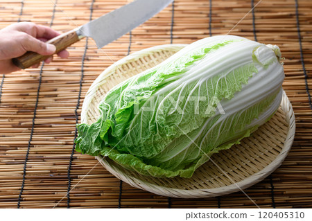 漏勺中的新鮮大白菜 120405310