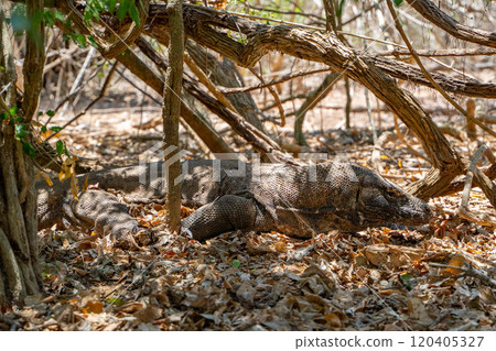 隱藏在灌木叢中的野生科莫多龍 隱藏在灌木叢中的野生科莫多龍 120405327