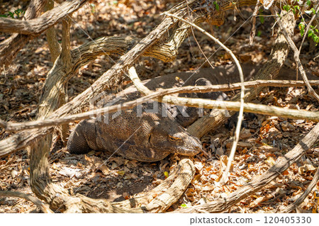 A wild Komodo dragon hiding in the bush 120405330