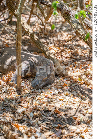 A wild Komodo dragon hiding in the bush A wild Komodo dragon hiding in the bush 120405338