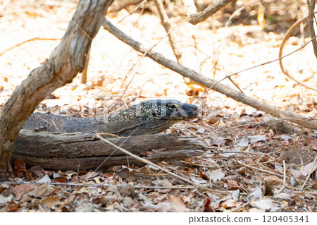 A wild Komodo dragon hiding in the bush A wild Komodo dragon hiding in the bush 120405341
