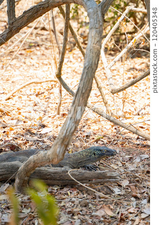 A wild Komodo dragon hiding in the bush A wild Komodo dragon hiding in the bush 120405348