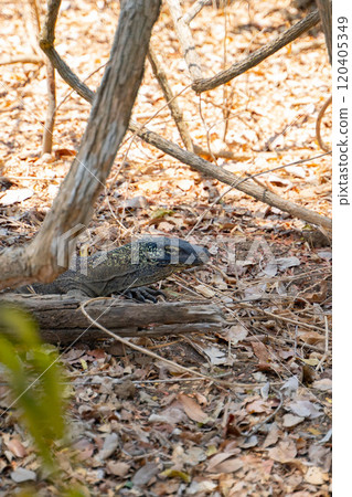 A wild Komodo dragon hiding in the bush A wild Komodo dragon hiding in the bush 120405349