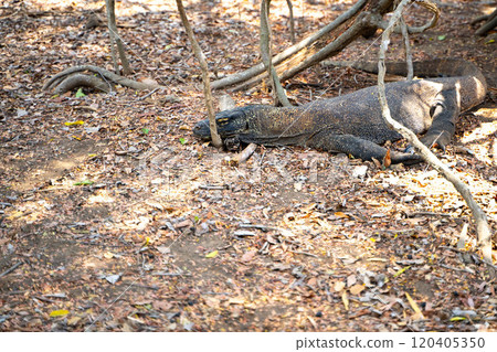 A wild Komodo dragon hiding in the bush A wild Komodo dragon hiding in the bush 120405350