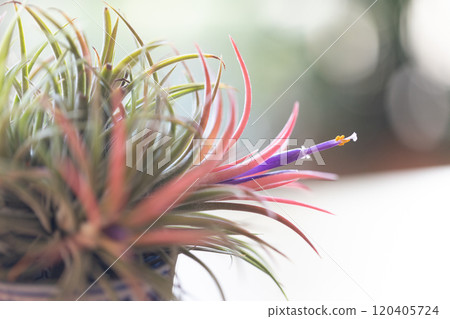 空氣植物花 120405724