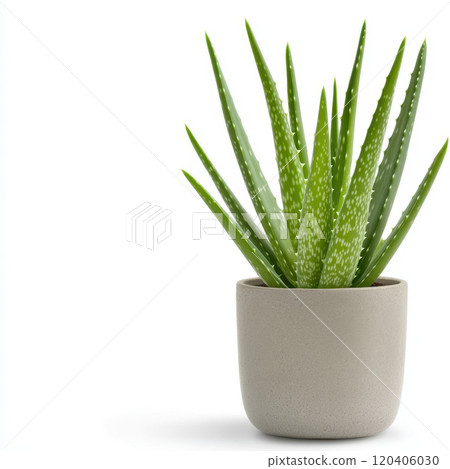 Aloe vera plant in modern pot, showcasing vibrant green leaves and minimalist design. This succulent adds touch of nature to any space, perfect for home decor Aloe vera plant in modern pot, showcasing vibrant green leaves and minimalist design. This succulent adds touch of nature to any space, perfect for home decor 120406030