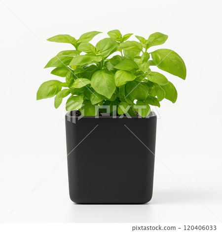 Fresh basil plant in modern black pot, showcasing vibrant green leaves. Perfect for culinary use or as decorative indoor plant 120406033