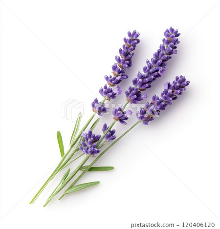 Fresh lavender flowers with vibrant purple blooms and green leaves evoke sense of calm and tranquility. Perfect for aromatherapy or decoration 120406120