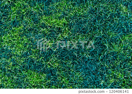 green grass lawn covered with morning hoarfrost texture 120406141