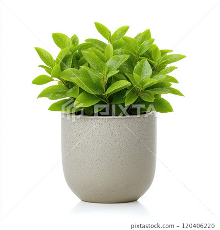 Lush green foliage in decorative pot adds fresh touch to any space. This vibrant plant enhances interior decor with its lively appearance and natural beauty 120406220