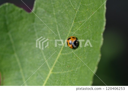 紅瓢蟲棲息在花園的無花果葉上 120406253