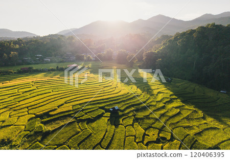 Aerial view of rice paddy field With natural evening light 120406395