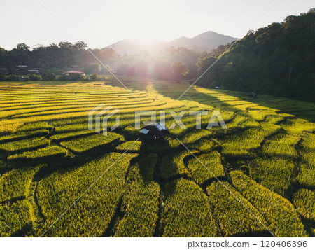 Aerial view of rice paddy field With natural evening light Aerial view of rice paddy field With natural evening light 120406396