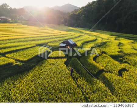 Aerial view of rice paddy field With natural evening light 120406397