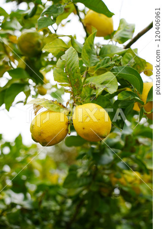 檸檬 120406961