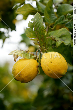 檸檬 120406963