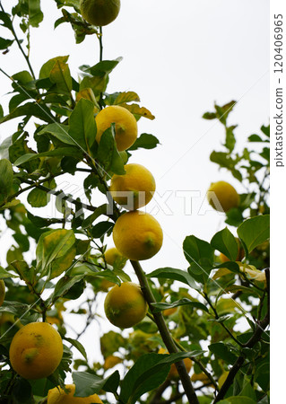 檸檬 120406965