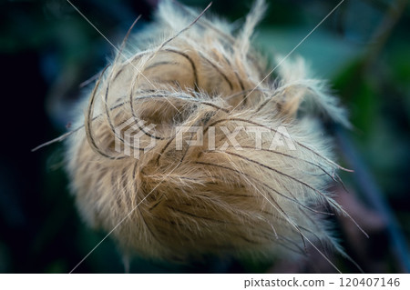 Clematis seeds 120407146