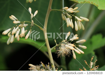 Takenigusa花 120408810