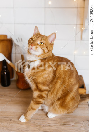 Red cute cat is sitting on a wooden counter in a kitchen Red cute cat is sitting on a wooden counter in a kitchen 120409283
