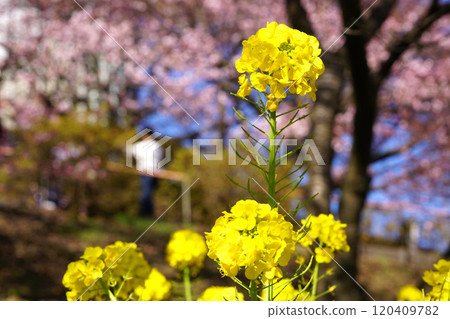 Rape blossoms 120409782
