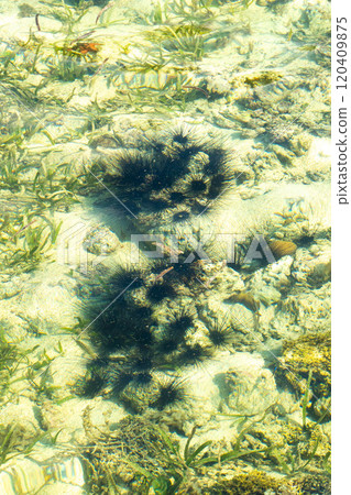 Starfish in the sea, sea urchin Starfish in the sea, sea urchin 120409875