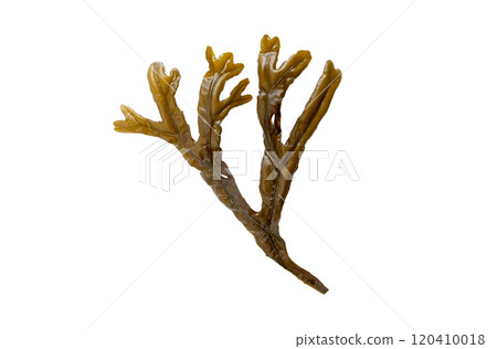 Fucus ceranoides brown algae branch isolated on white background 120410018
