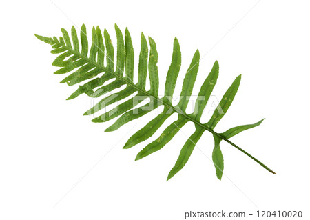 Polypodium vulgare,common polypody or meadow fern green frond isolated on white background Polypodium vulgare,common polypody or meadow fern green frond isolated on white background 120410020