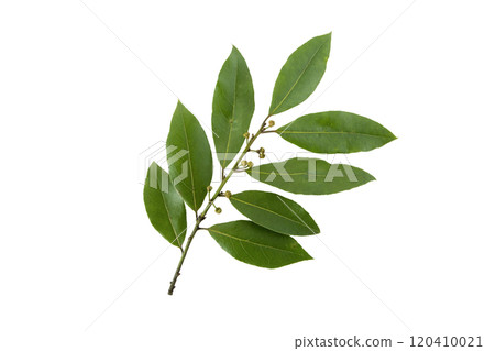 Laurus nobilis,bay tree,bay laurel,sweet bay,true laurel or Grecian laurel branch with leaves and buds isolated on white background 120410021