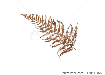 Pteridium aquilinum, bracken, brake or eagle fern brown autumn colored frond isolated on white 120410022